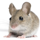 Image for article titled Mice Made Gay By Genetic Modification